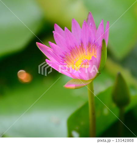 Pink lotus 13142808