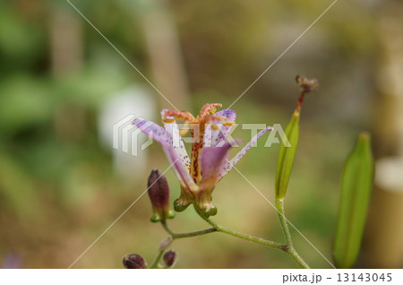ホトトギス　杜鵑　杜鵑草 13143045
