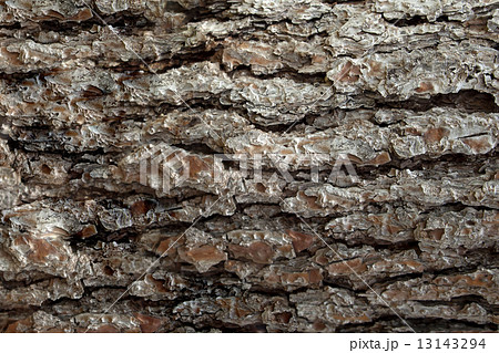 Pine Bark Surfaces Texture 4 13143294