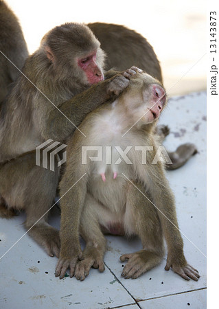 さる さる 13143873