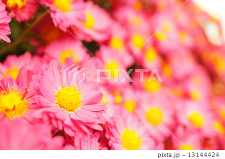 ピンクのざる菊 ピンクのざる菊 13144424