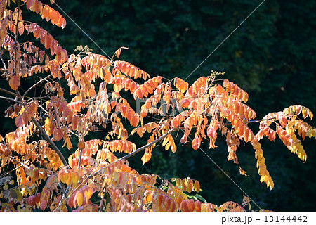 ハゼの紅葉 ハゼの紅葉 13144442