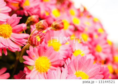 ピンクのざる菊 13144521