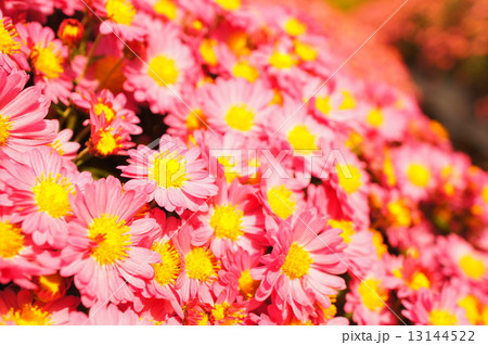 ざる菊 ざる菊 13144522