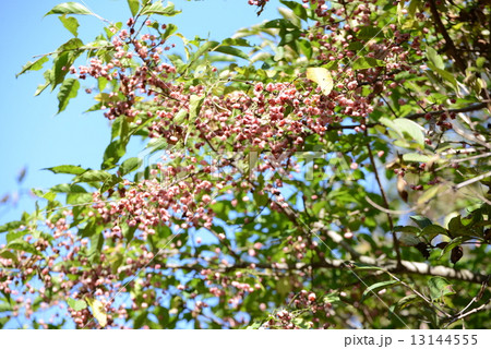 マユミの実 マユミの実 13144555