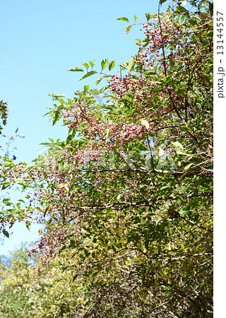 マユミの実 13144557