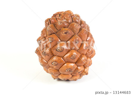 One pine cone isolated. White background. One pine cone isolated. White background. 13144683