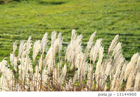 ススキ　秋 13144900