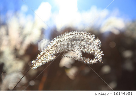 ススキ　クローズアップ 13144901