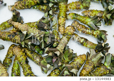 わさび わさび 13144983