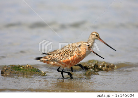 オオソリハシシギ 13145004