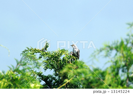 ホトトギス 13145224