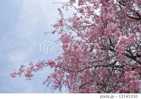 枝垂桜 13145330