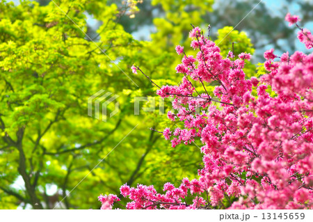 キクモモ 13145659