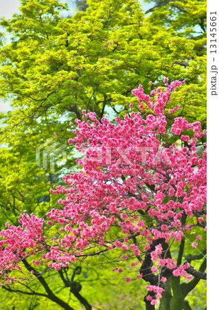 キクモモ キクモモ 13145661