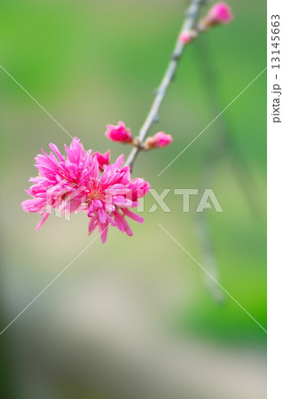 キクモモ キクモモ 13145663