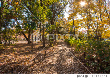 林試の森公園 13145671