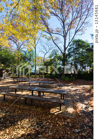 林試の森公園 13145681