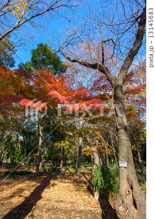 林試の森公園 13145683