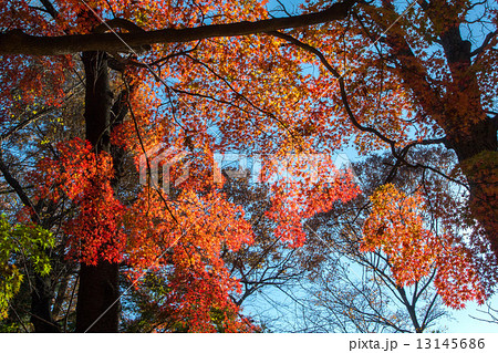 林試の森公園 林試の森公園 13145686