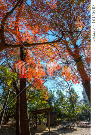 林試の森公園 13145687