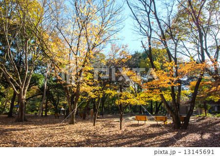 林試の森公園 13145691
