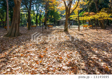 林試の森公園 13145695