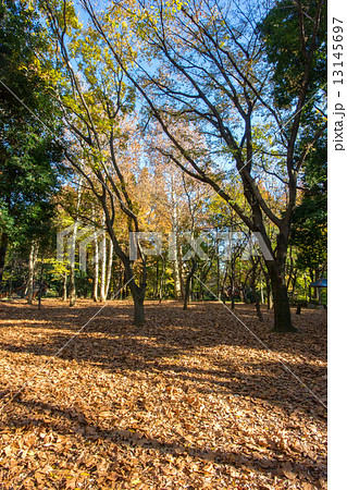 林試の森公園 13145697
