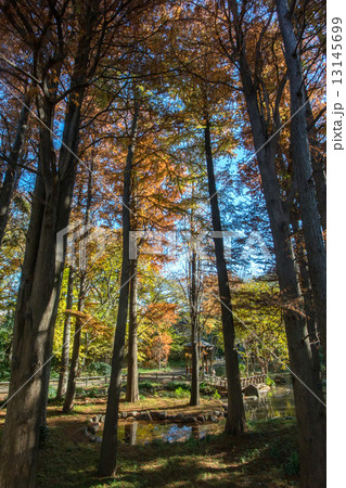 林試の森公園 林試の森公園 13145699