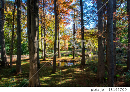 林試の森公園 13145700