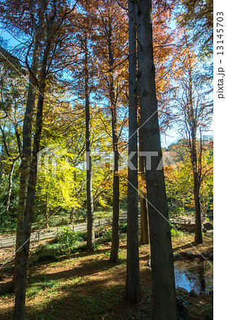 林試の森公園 林試の森公園 13145703