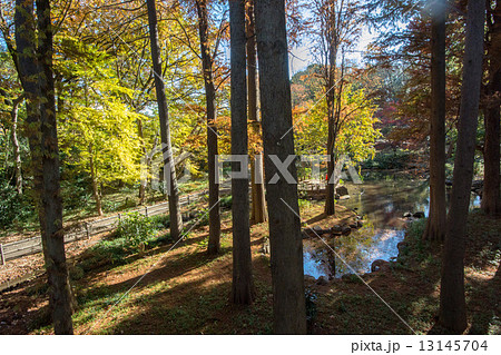 林試の森公園 林試の森公園 13145704