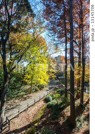 林試の森公園 林試の森公園 13145706