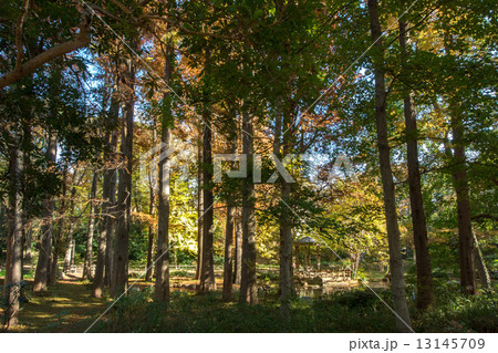 林試の森公園 13145709