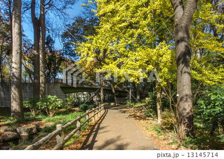 林試の森公園 13145714