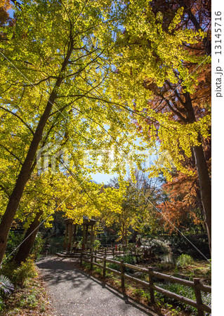 東京都目黒区の林試の森公園 東京都目黒区の林試の森公園 13145716