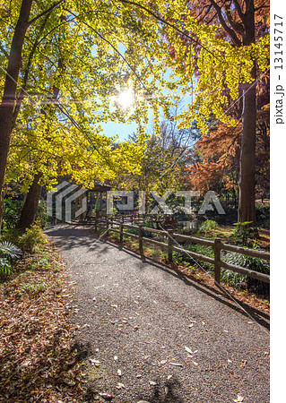 林試の森公園 13145717