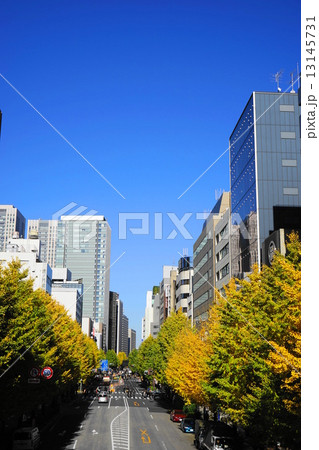 12月都市の風景・街並み551虎ノ門・桜田通りのイチョウ並木黄葉 12月都市の風景・街並み551虎ノ門・桜田通りのイチョウ並木黄葉 13145731