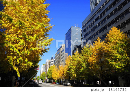 12月都市の風景・街並み552虎ノ門・桜田通りのイチョウ並木黄葉 13145732