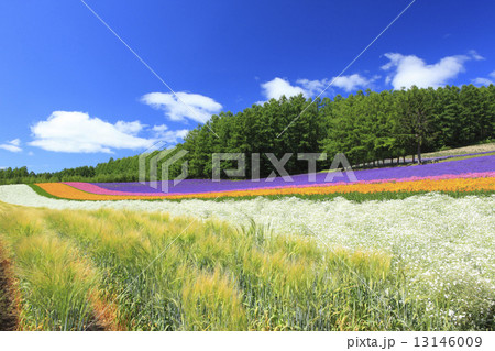 北海道　中富良野町　ファーム冨田　彩りの畑 13146009