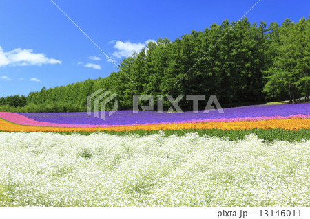 北海道　中富良野町　ファーム冨田　彩りの畑 13146011