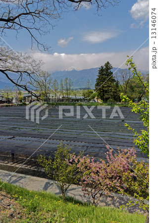 安曇野 安曇野 13146074