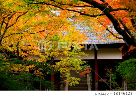 常寂光寺の紅葉の門 常寂光寺の紅葉の門 13146123