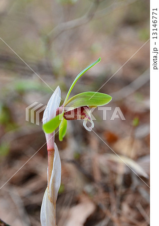 シュンラン 13146771