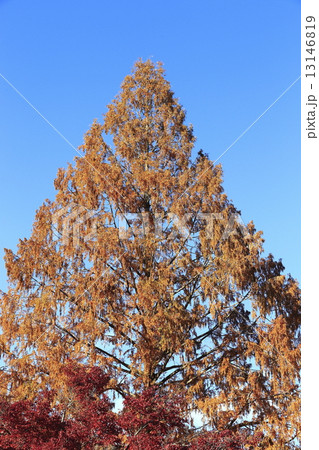 長瀞の紅葉 長瀞の紅葉 13146819