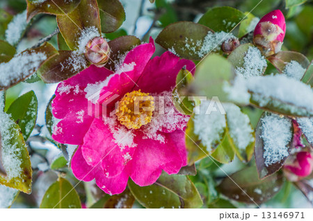 雪とカンツバキ 13146971