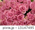 バラの花束 13147495
