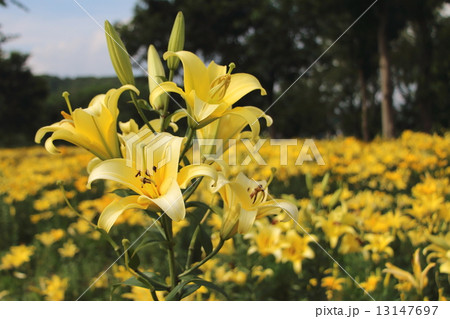 ユリの花 ユリの花 13147697