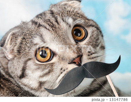 portrait of a young Scottish Fold cat with paper mustaches 13147786