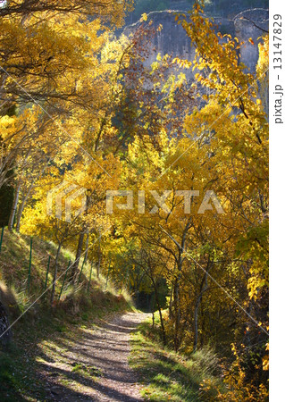 クエンカの黄葉 クエンカの黄葉 13147829